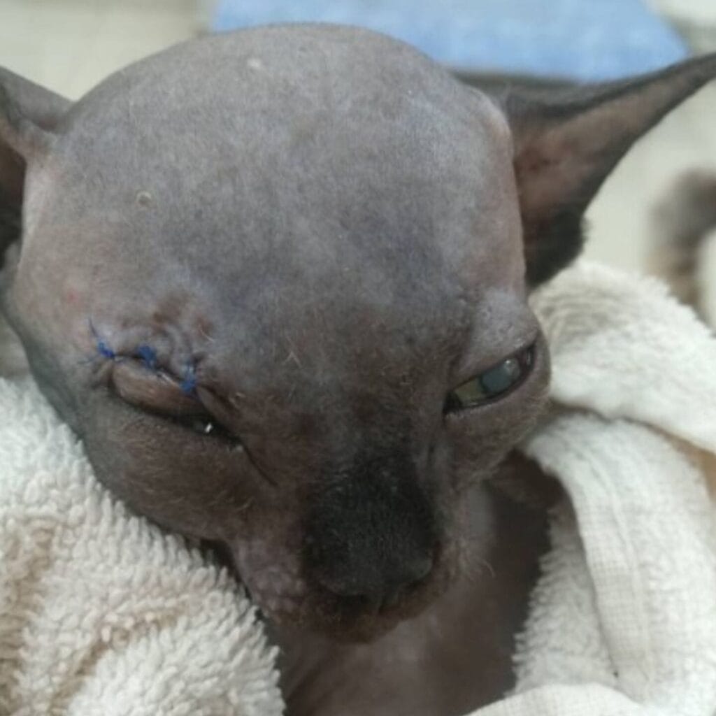 This Sphynx Kitten Was Deemed Scary And Faced Euthanasia Until The