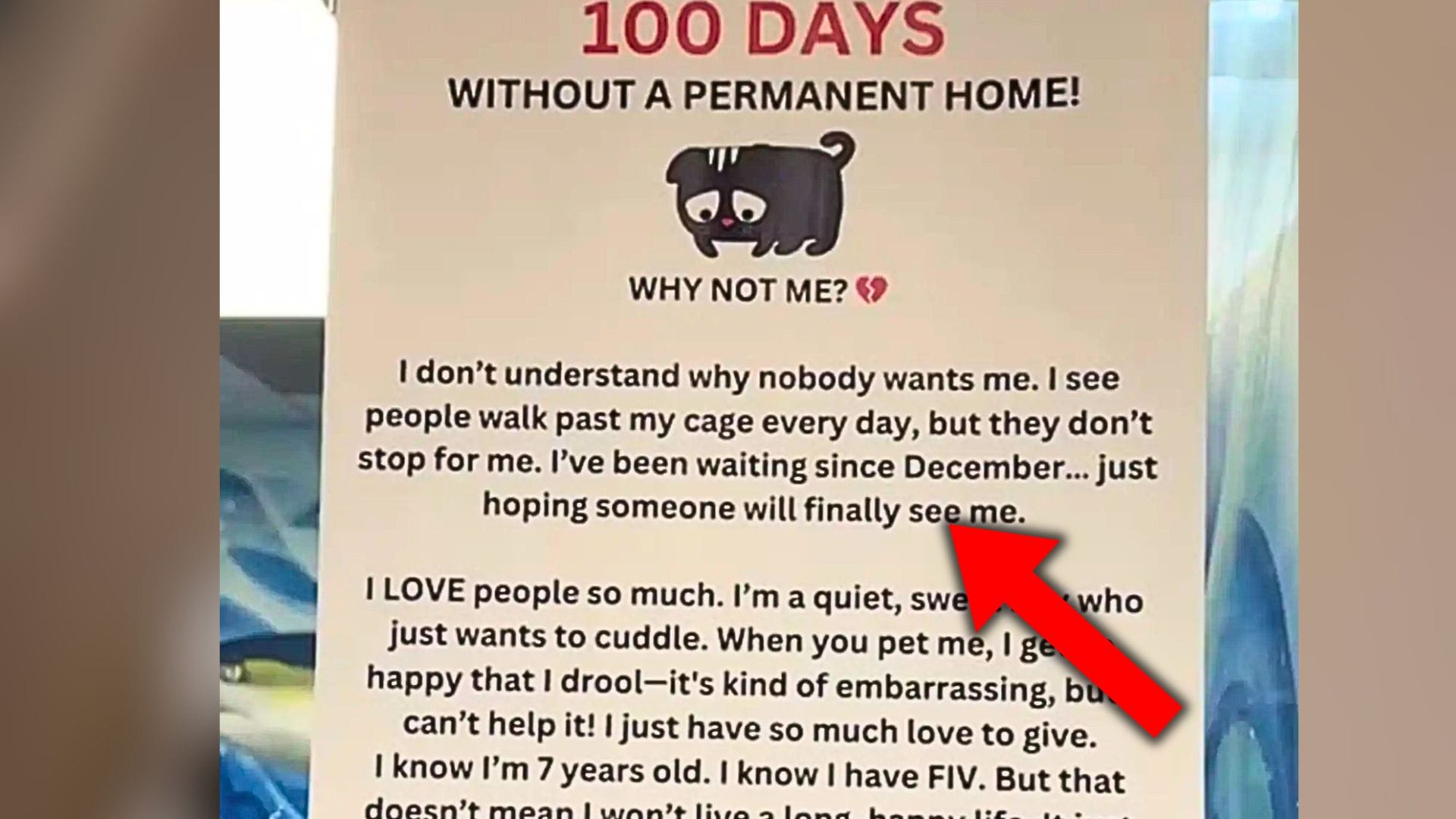 This Shelter Cat Was Ignored For 100 Days — Until Staff Put Up A 